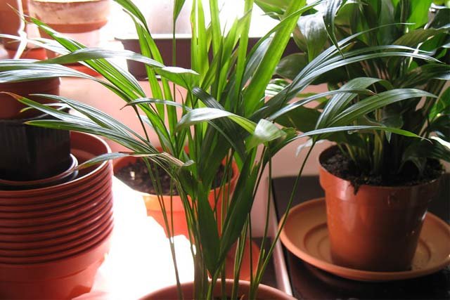 areca-indoor-palm-plants