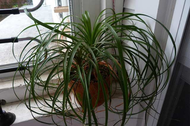 ponytail-palm-plant