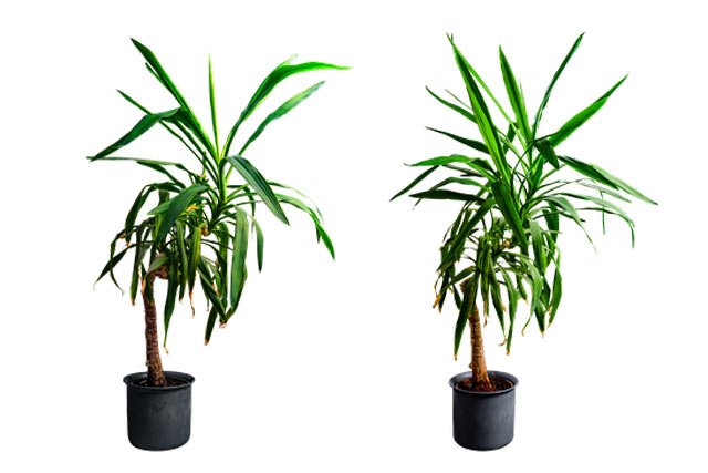 yucca-indoor-palm