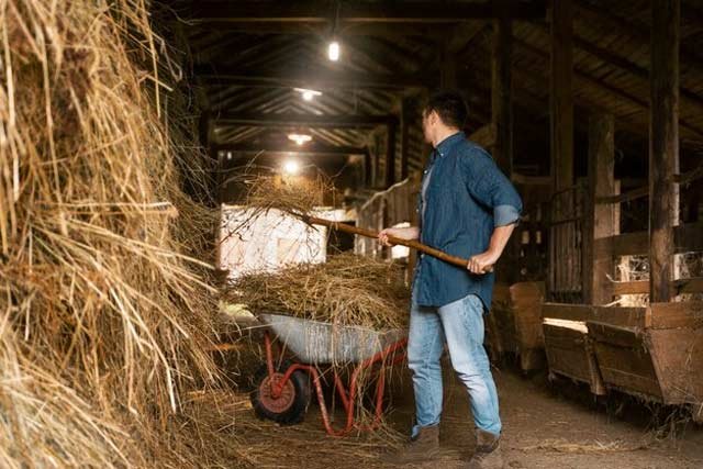 characteristics of good quality hay
